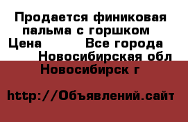 Продается финиковая пальма с горшком › Цена ­ 600 - Все города  »    . Новосибирская обл.,Новосибирск г.